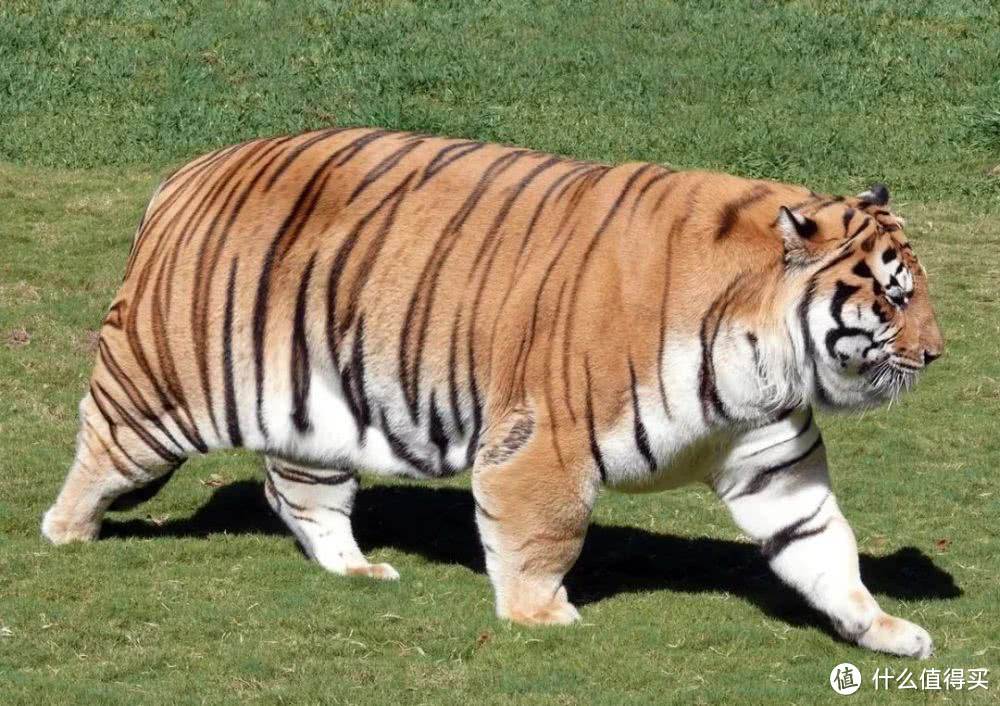 618动感单车选购指南  618动感单车怎么选